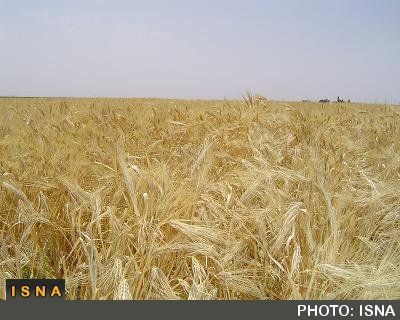 بیماری زنگ زرد گندم در کمین مزارع گندم استان کرمان