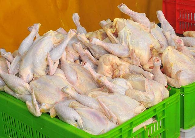 کشف ۳۱ تن مرغ منجمد فاسد در همدان