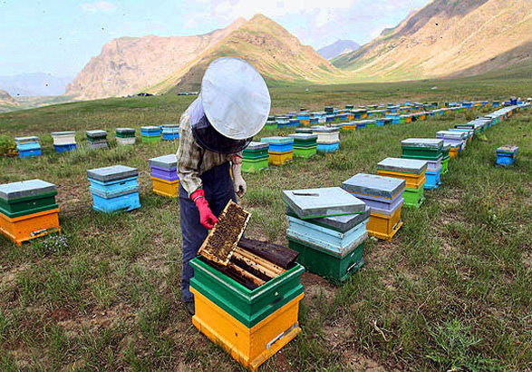 زنبورداران مازندرانی دیگر تنها عسل تولید نمی‌کنند