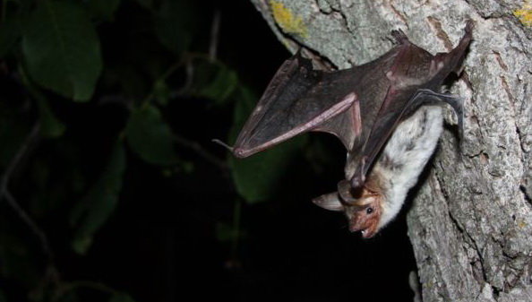 کشف سمِ شفابخش در بزاق خفاش‌های خون‌آشام