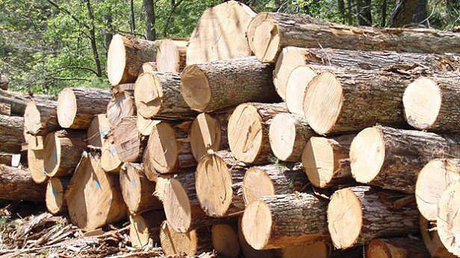 کشف ۲۱ تن چوب جنگلی قاچاق در کردکوی