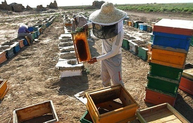 ‌تولید عسل با مدرن سازی زنبورستان‌های “گیوی” افزایش یافته است