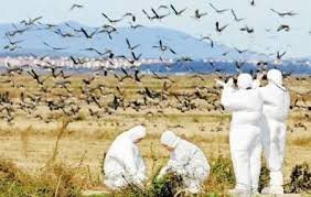 همکاری دوجانبه اسدآباد و کنگاور برای پیشگیری از آنفلوانزای پرندگان