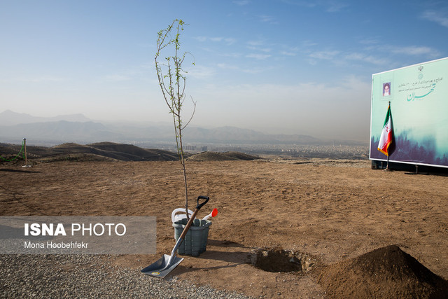 نبود اعتبار برای آبیاری جنگل‌های دست کاشت استان بوشهر