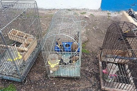 جمع‌آوری فروشندگان غیر مجاز حیوانات در محور آزادگان