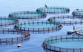 صدور ۲۰ هزار مجوز پرورش ماهی در قفس در بندر چابهار