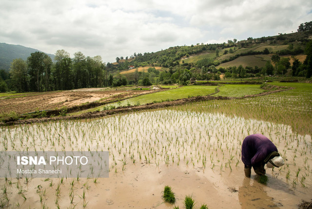 داستان بذرهای برنج تنبل…