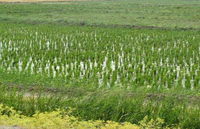 افزایش بهره‌مندی از آب باران برای تولید برنج ارزان‌تر در گیلان