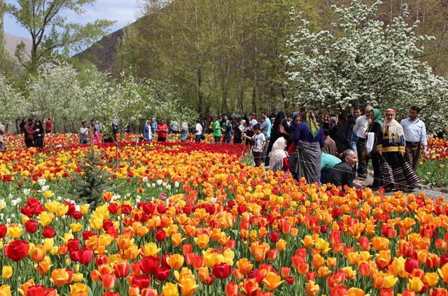 در آمدزایی جمع کثیری از مردم چابکسر با تولید گل و گیاه