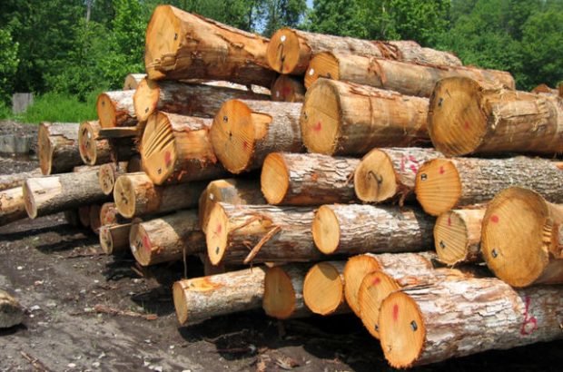 کشف ۲۵ تن چوب‌آلات جنگلی قاچاق در ساری