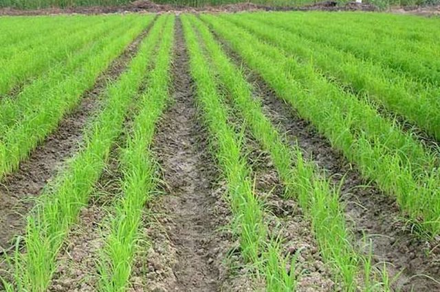 پاتک خشک‌کاری برنج