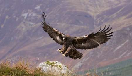 نجات عقاب گرفتار در دست کلاغ‌ها