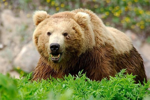 شناسایی ۳۰ قلاده خرس قهوه‌ای در مشگین شهر