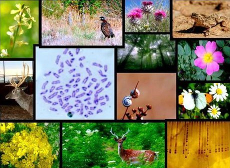 تنوع زیستی ایران تهدید شده است
