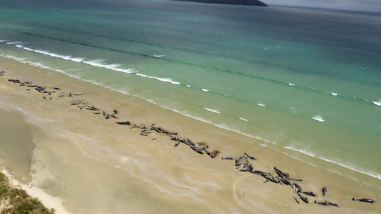 مرگ ۵۱ نهنگ “پایلوت” دیگر در یکی از جزایر نیوزیلند