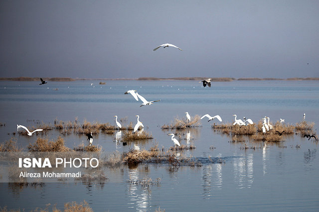 افزایش مهاجرت پرندگان به تالاب‌ها و میکروتالاب‌های پارک ملی دز