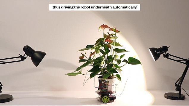 ابداع “گیاه سایبورگ” که به سمت نور حرکت می‌کند+فیلم