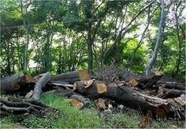 قطع غیرقانونی درختان جنگلی منطقه حفاظت‌شده در گیلان