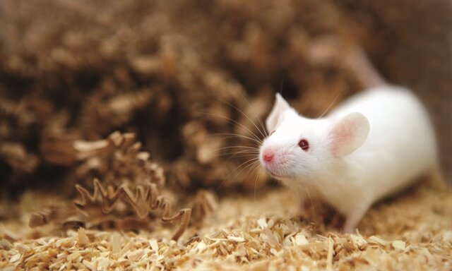 موفقیت محققان کشور در تولید موش‌های هموفیلی/تلاش برای توسعه روش‌های ژن‌درمانی