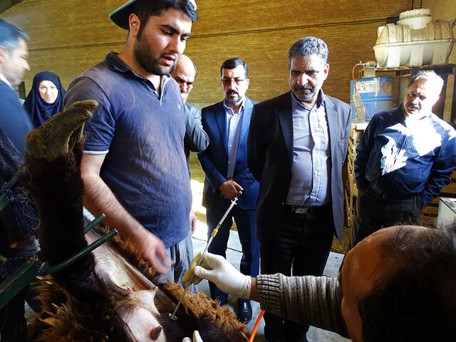 گوسفند ایرانی که صفات روسی‌ها را به ارث می‌برد + عکس