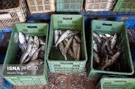 هرمزگان رتبه نخست تولید پرورش ماهی در دریا در کشور