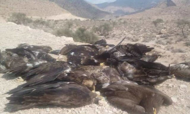 علت مرگ عقاب‌های فارس هنوز مشخص نیست