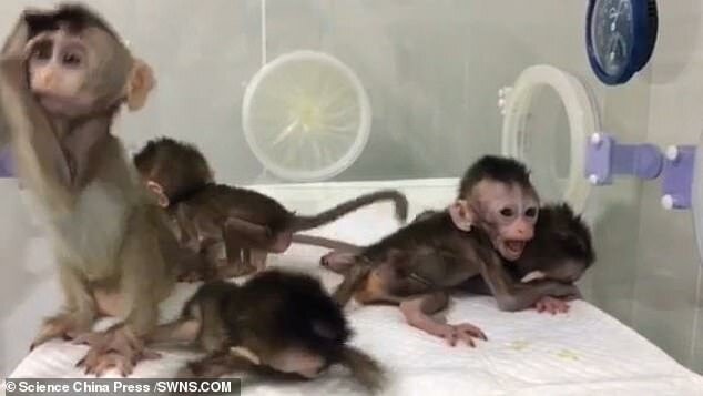 تولد ۵ میمون شبیه‌سازی‌شده در چین
