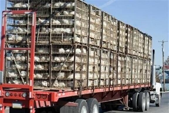 قاچاق مرغ در استان سمنان