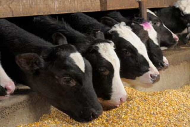 واردات سه نژاد برتر گاو گوشتی برای تولید خارج رحمی جنین/ تولید سالانه ۵۰ تا ۶۰ جنین از هر گاو