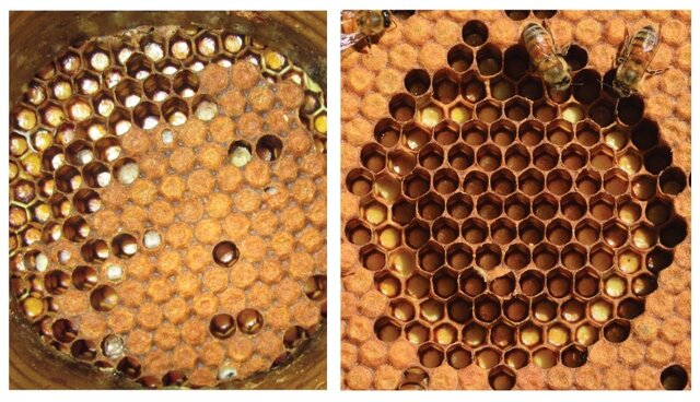 روش جدیدی برای پرورش زنبورهای مقاوم در برابر بیماری