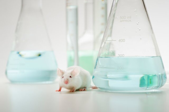 تولد موش‌هایی که به صورت ژنتیکی فاکتور ۸ آنها غیر فعال است