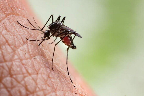 تغییرات اقلیمی و پشه‌های ناقل بیماری، تهدیدی برای نیمی از مردم جهان