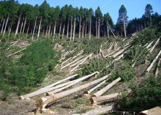 نابودی جنگل