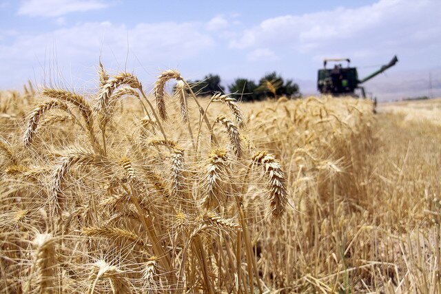 پیش بینی تولید ۹۵۰ هزار تن گندم در سال زراعی جاری در آذربایجان شرقی