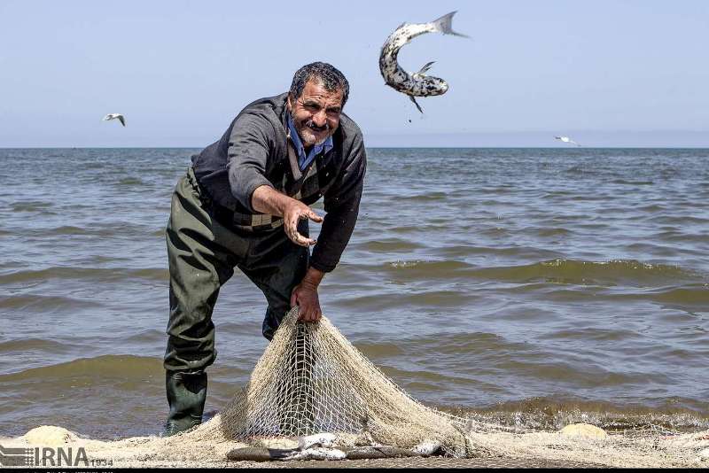واکنش سازمان دامپزشکی به خبر انتشار بیماری در ماهیان کپور