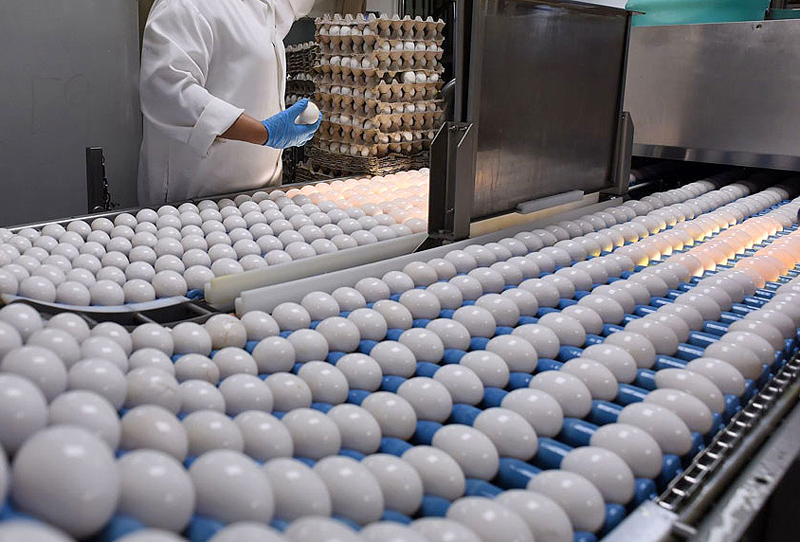 مرغداران مازندرانی دو و نیم برابر پارسال تخم مرغ تولید کردند