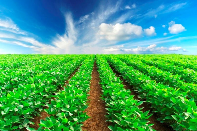 رشد ۱۰۲ درصدی صادرات کشاورزی در ۴۰ سال