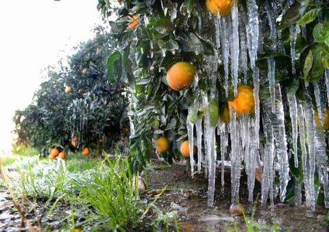 خسارت سرمازدگی به باغات بیمه شده؛ ۷۰۰ تا ۱۰۰۰ میلیارد تومان