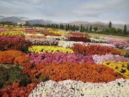 شناسایی و ثبت ۱۶۵۰ گونه گیاهی در چهارمحال و بختیاری توسط پدر علم گیاه‌شناسی ایران