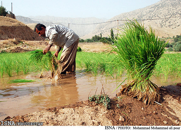 کشت برنج با روش‌های نوین به سمت کم آبیاری هدایت شود