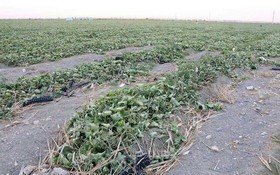 ۳۰۰ میلیارد تومان خسارت به مزارع و باغات کردستان وارد شده است