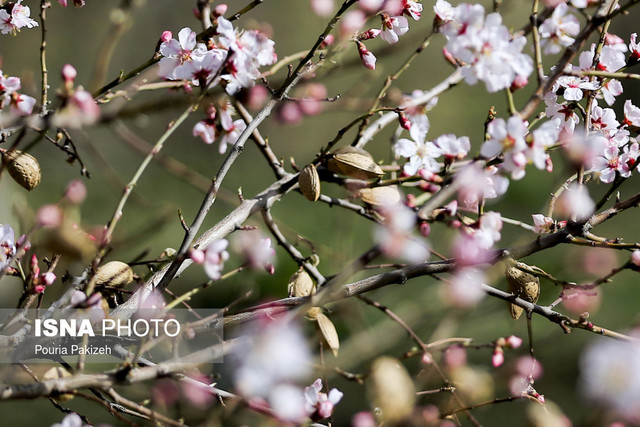 شکوفه‌های بهاری زمستان - همدان