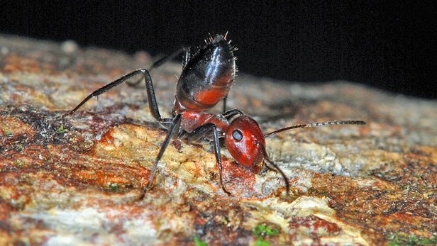 مورچه‌های “انتحاری” که در مواجهه با دشمن، خود را متلاشی می‌کنند