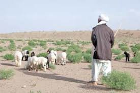 خشکسالی موجب نابود شدن کشاورزی و دام‌های عشایر خاش شده است