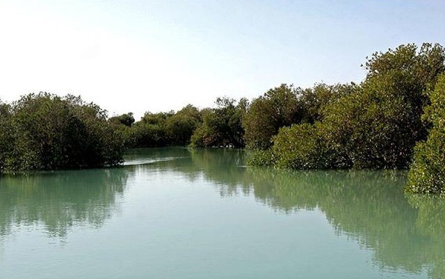 کاهش درختان مانگرو به دلیل جاده‌سازی/اسیدی‌شدن آب‌دریا و تهدید مرجان‌های خلیج‌فارس