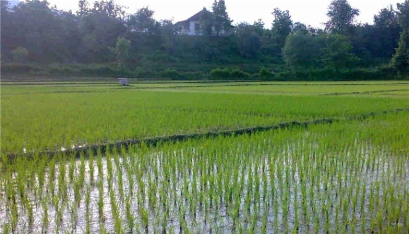 افزایش قیمت نهاده ها ، زخمی تازه بر پیکر برنجکاری مازندران