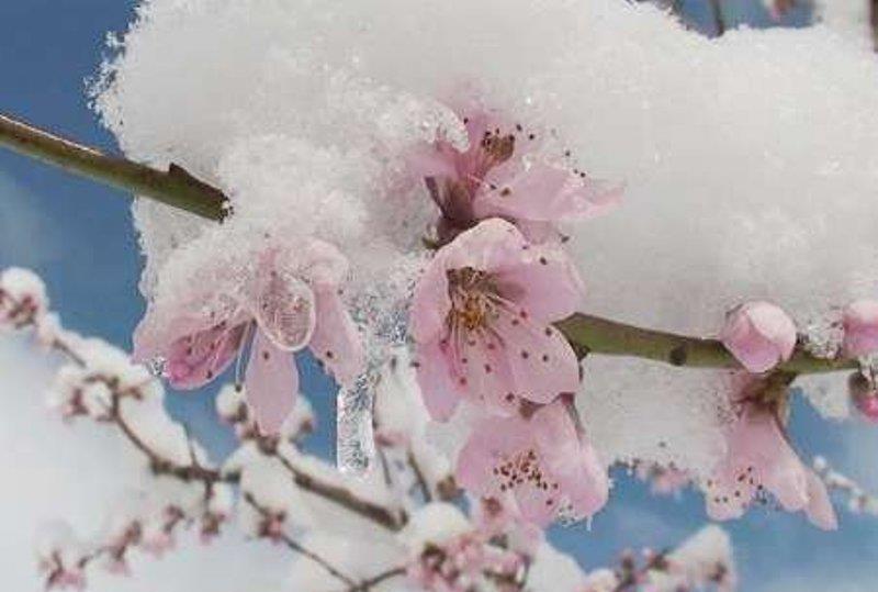 سرما به ۲۰ هزار هکتار باغ استان مرکزی زیان زد