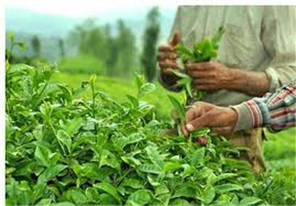 برآورد میزان خسارت باغ‌های چای رودسر