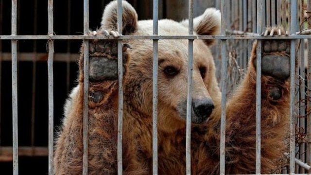 یکی از به‌روز ترین باغ‌وحش‌های ایران در آستانه بهره‌برداری کامل