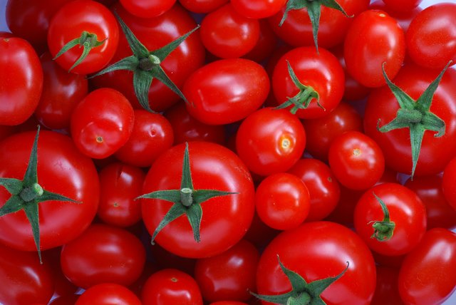کاهش ۵۰ درصدی کشت گوجه فرنگی در خراسان شمالی
